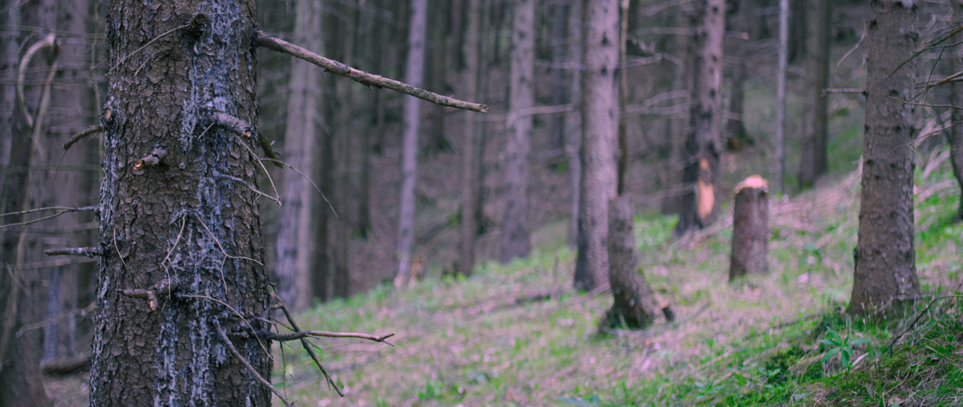 In The Woods (2022)